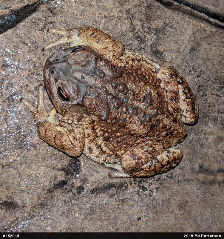 Eastern American Toad