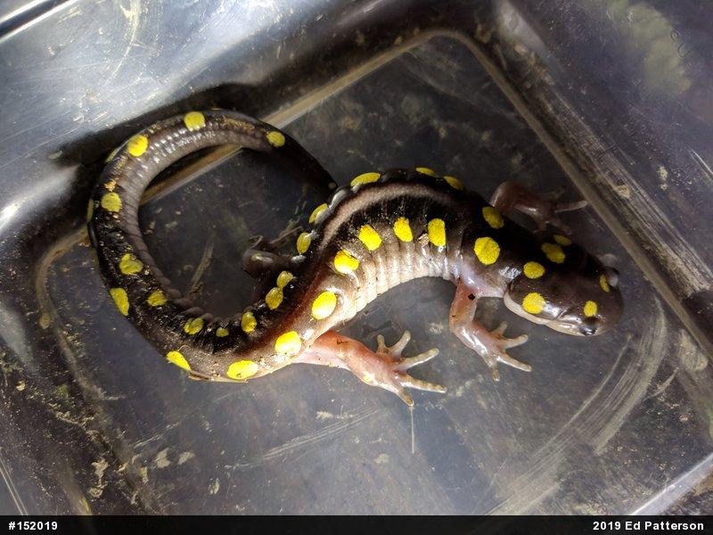 Spotted Salamander