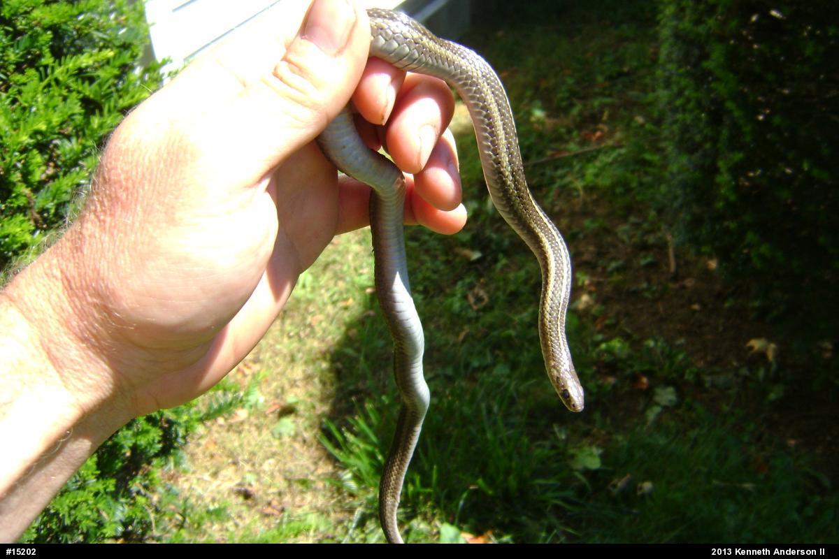 Shorthead Gartersnake