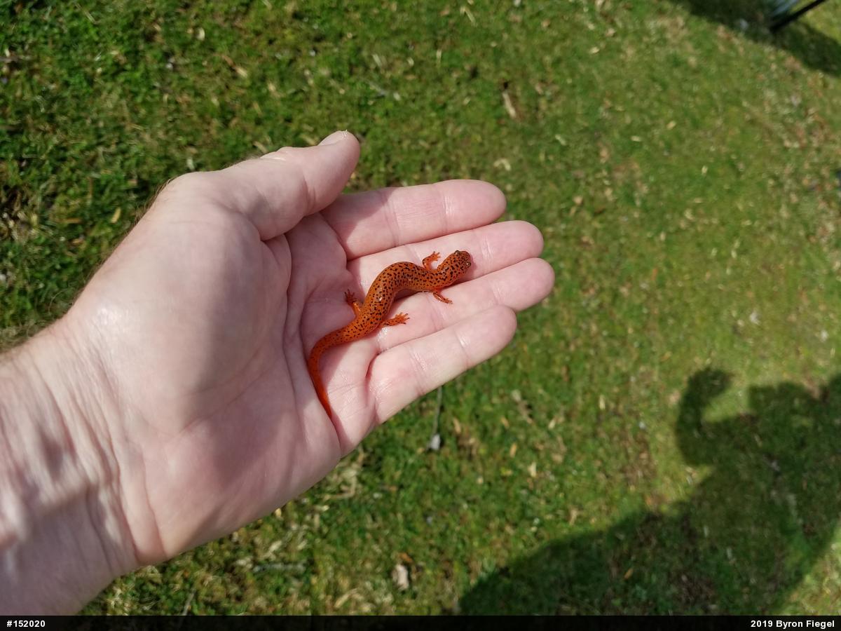 Northern Red Salamander