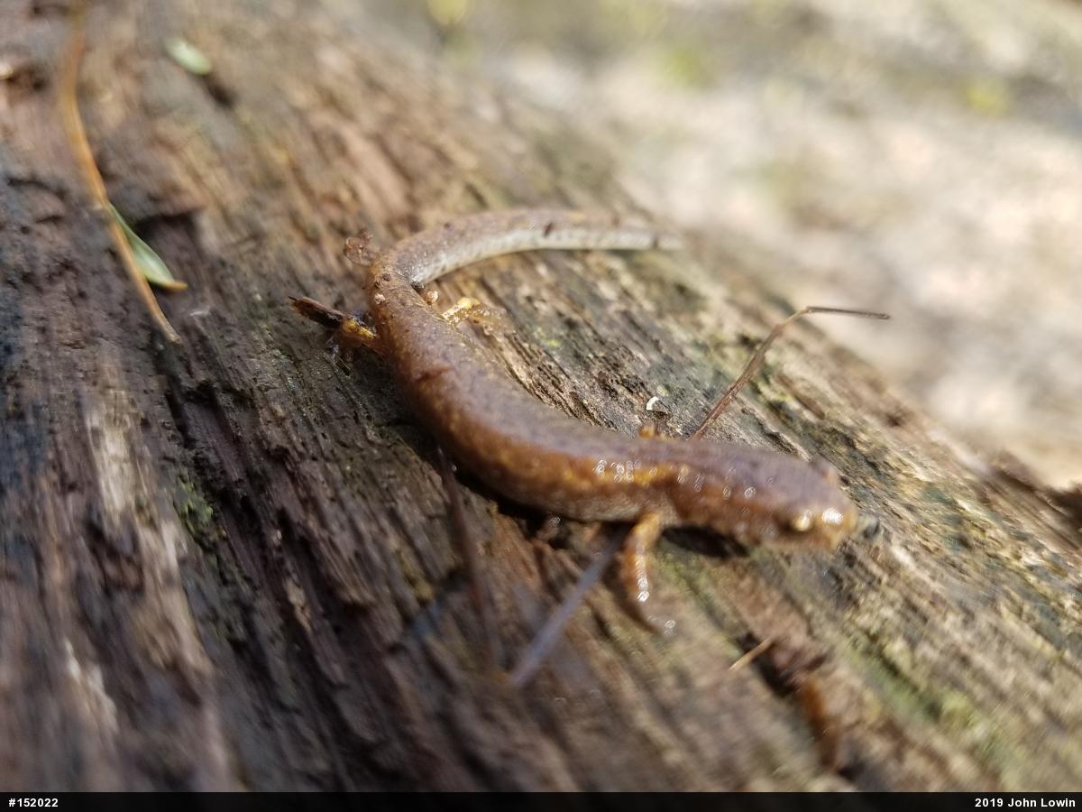 Four-toed Salamander