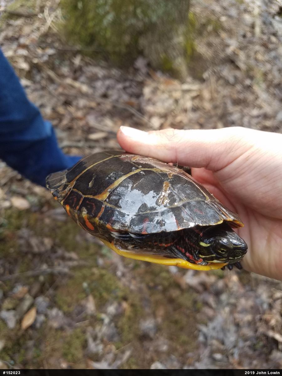 Painted Turtle
