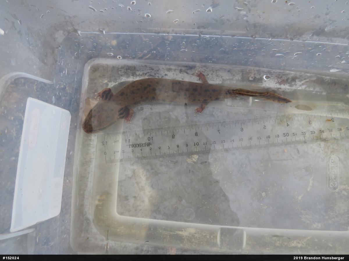 Common Mudpuppy