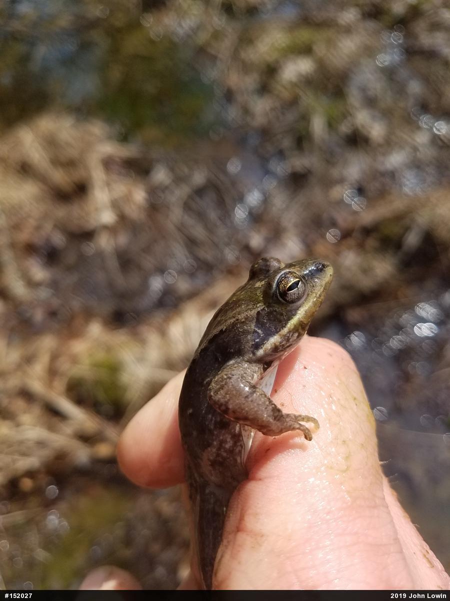 Wood Frog