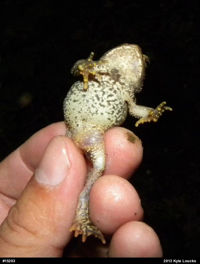 Eastern American Toad