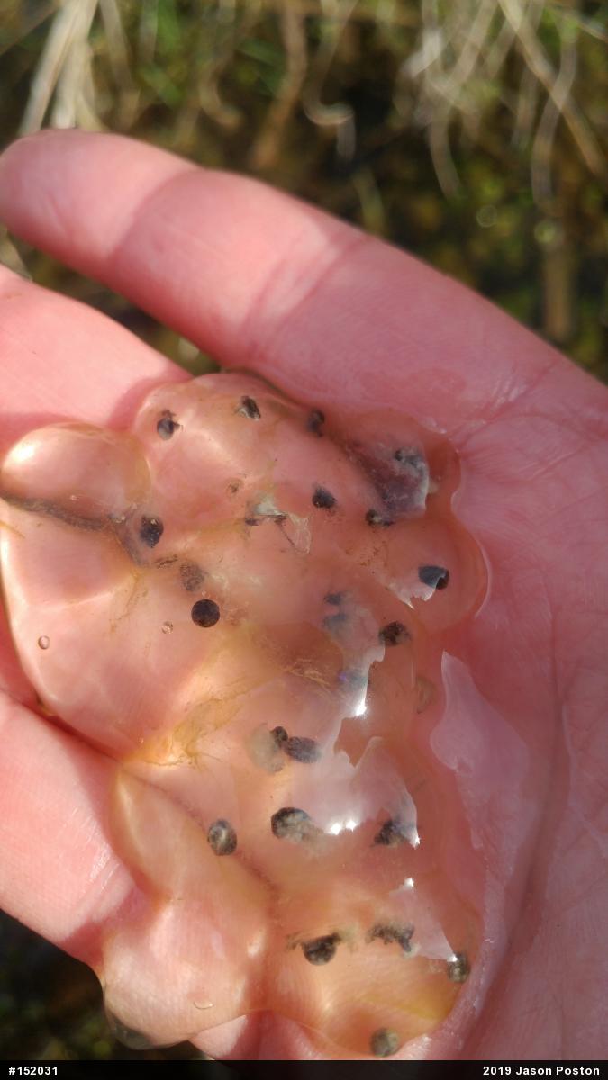 Jefferson Salamander
