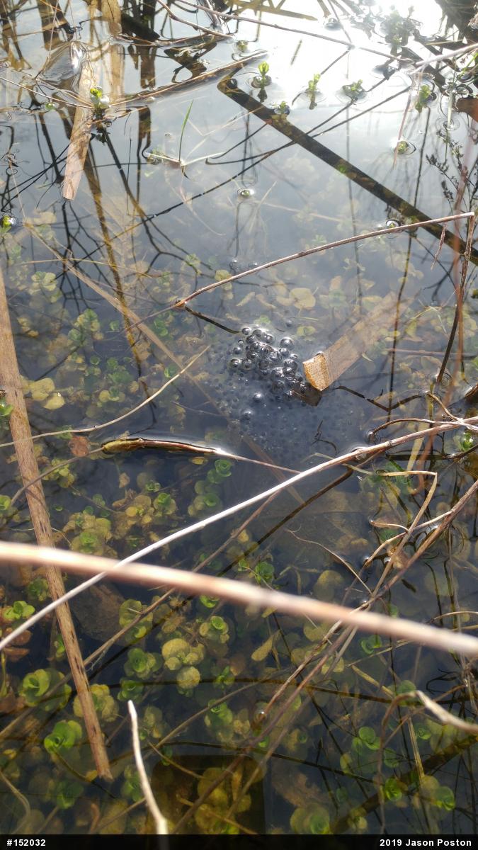 Wood Frog