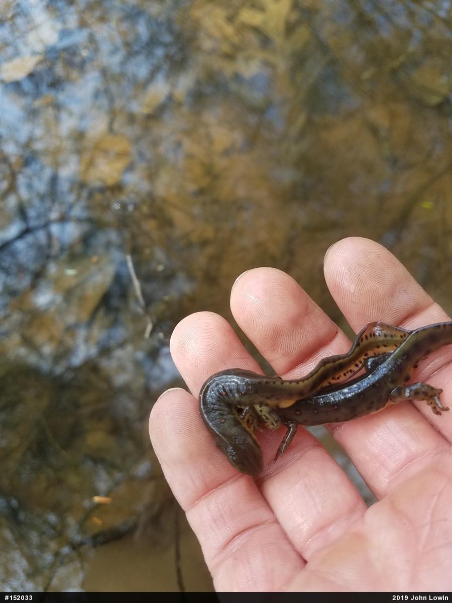 Red-spotted Newt