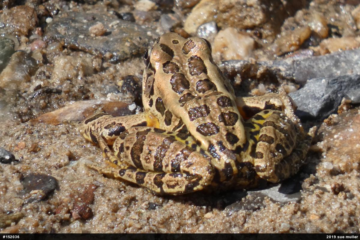 Pickerel Frog