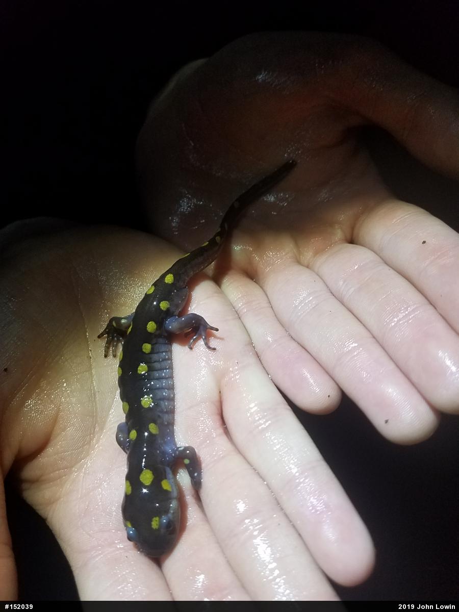 Spotted Salamander