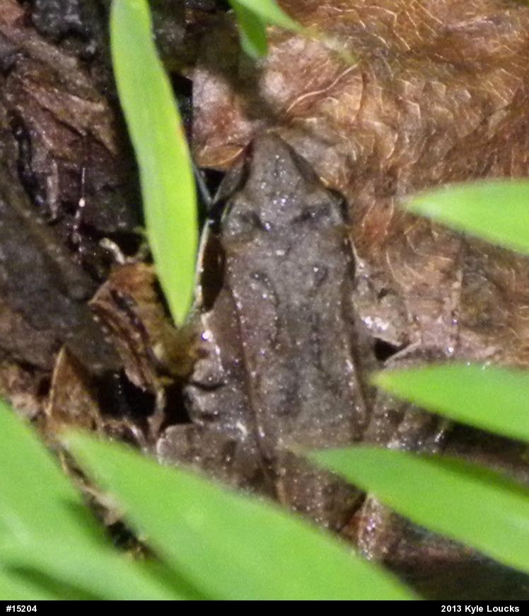 Wood Frog