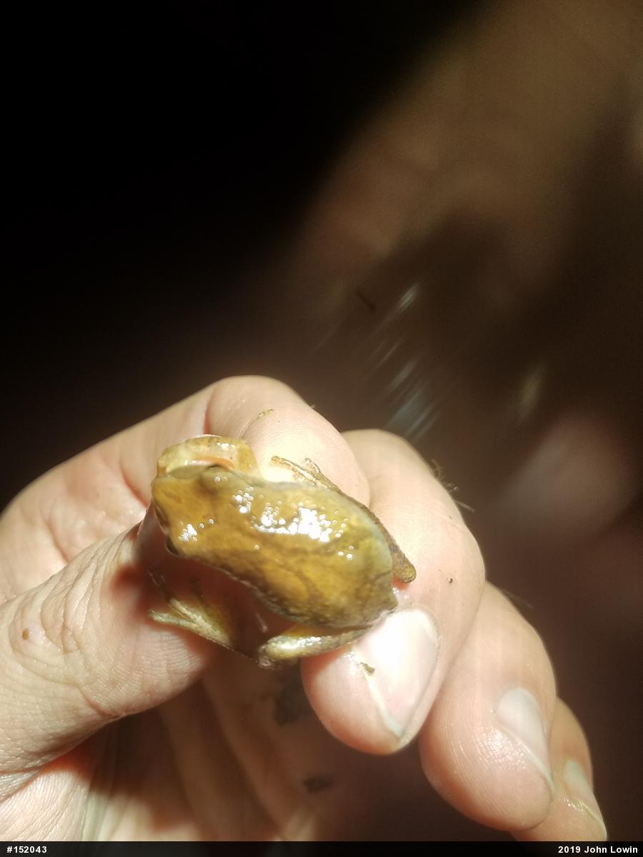 Spring Peeper