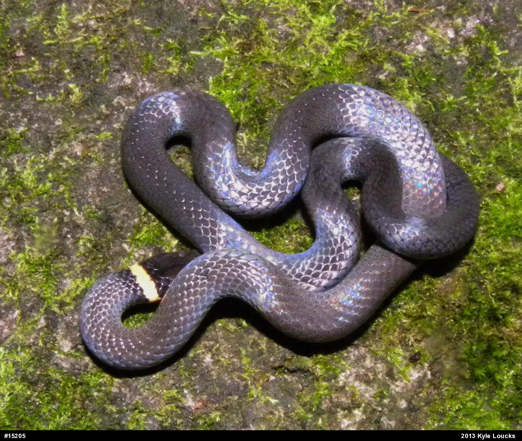 Northern Ring-necked Snake