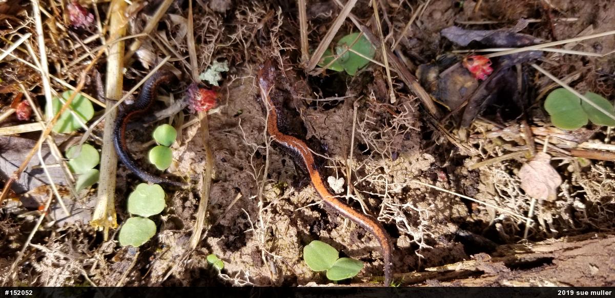 Eastern Red-backed  Salamander