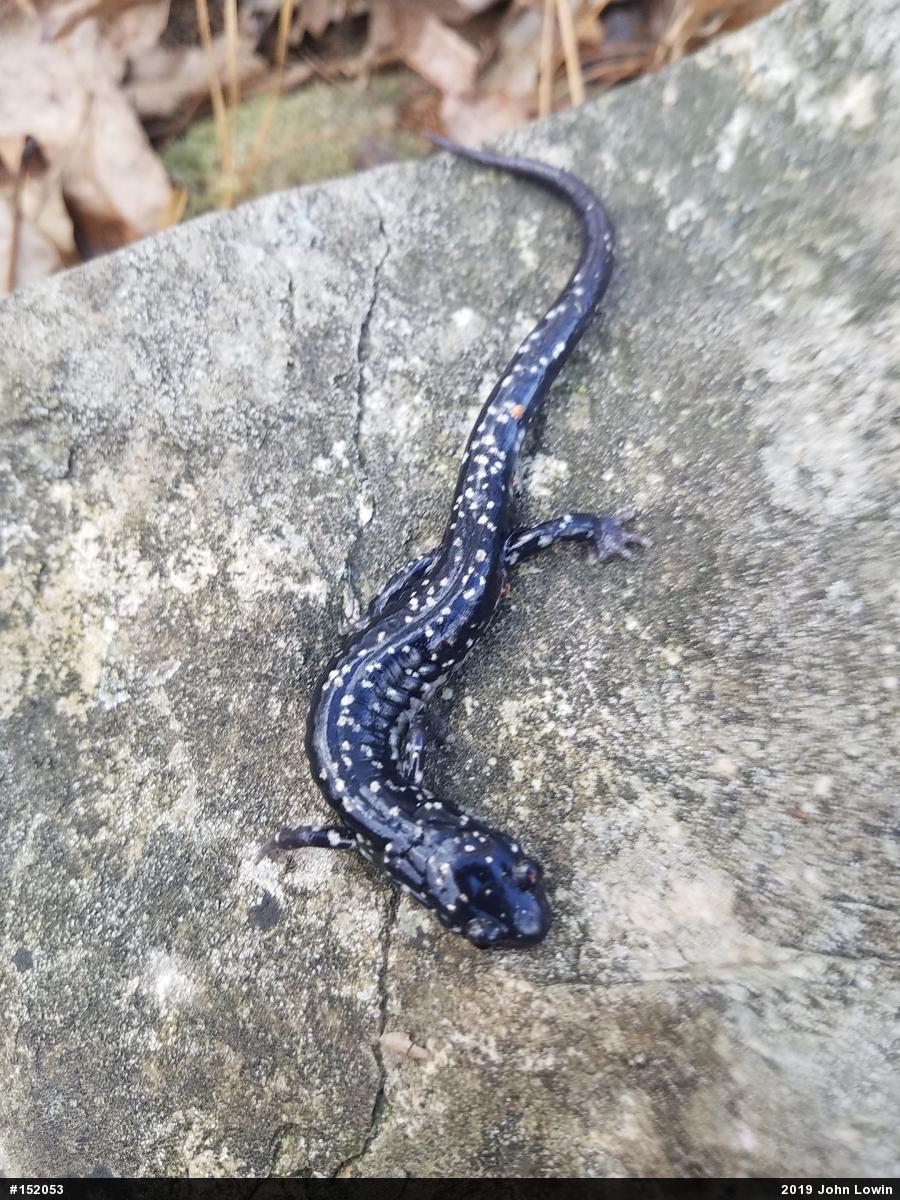 Northern Slimy Salamander
