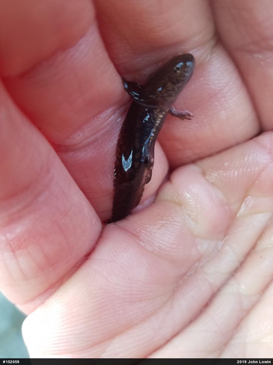Marbled Salamander
