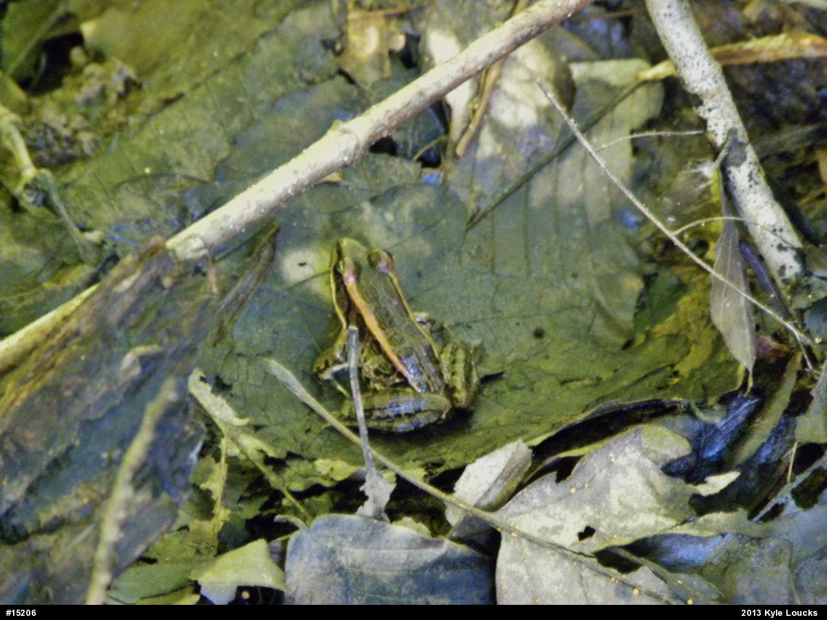 Pickerel Frog