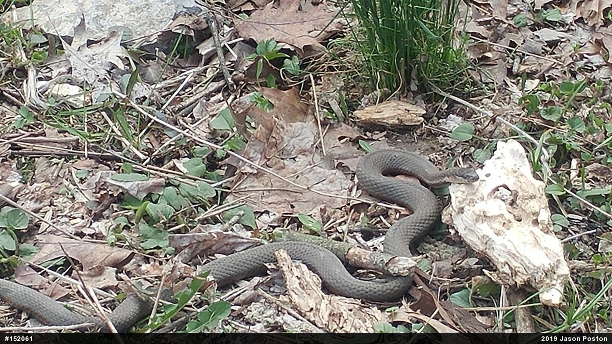 Queensnake