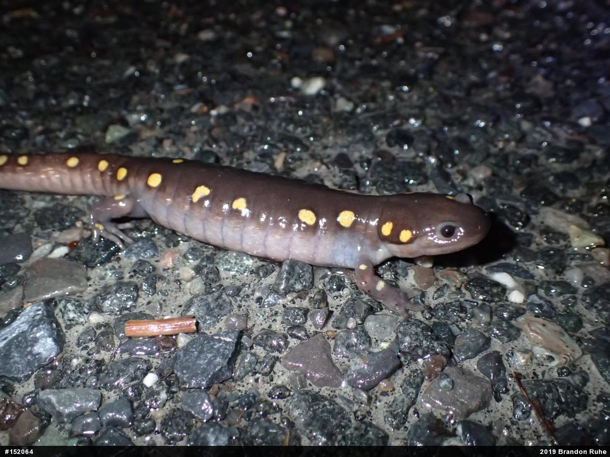 Spotted Salamander
