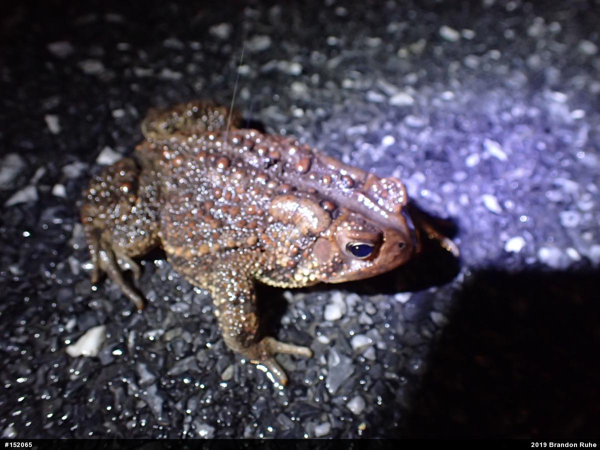 Eastern American Toad