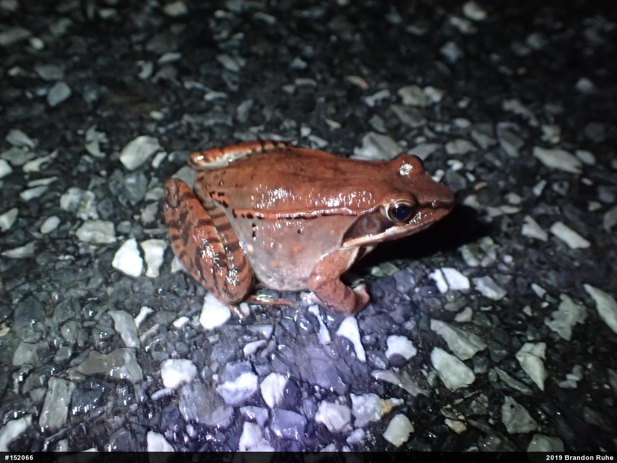 Wood Frog