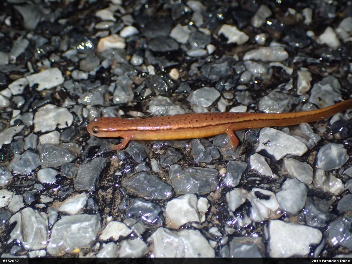 Northern Two-lined Salamander