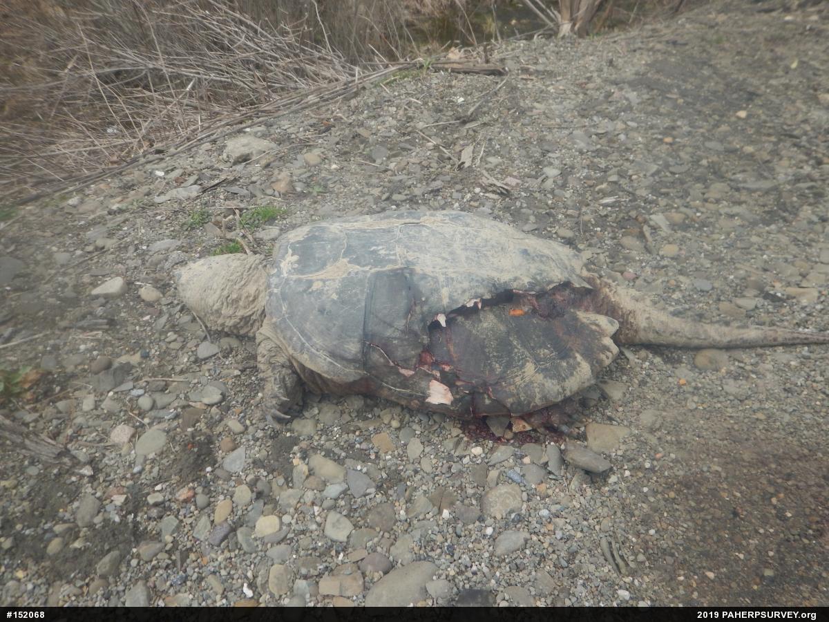 Snapping Turtle