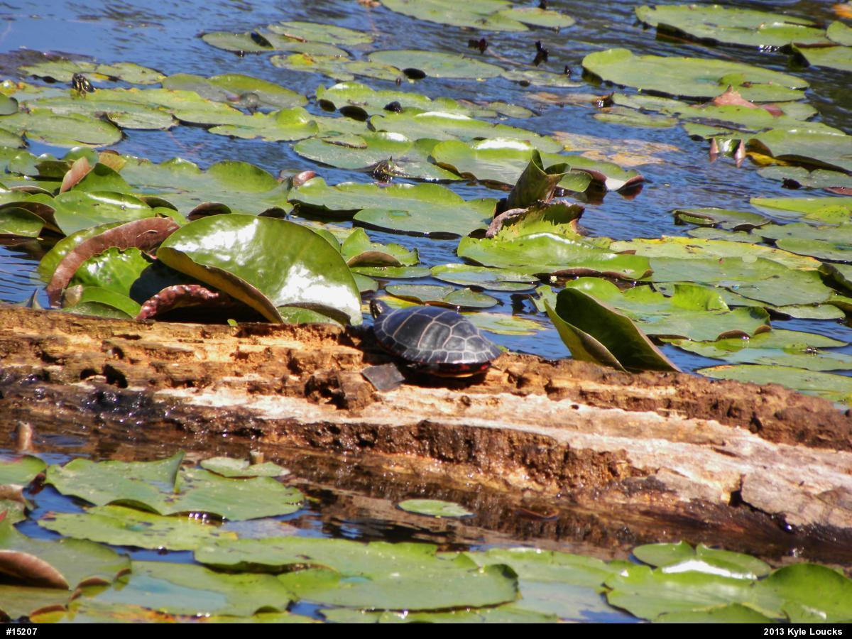 Painted Turtle