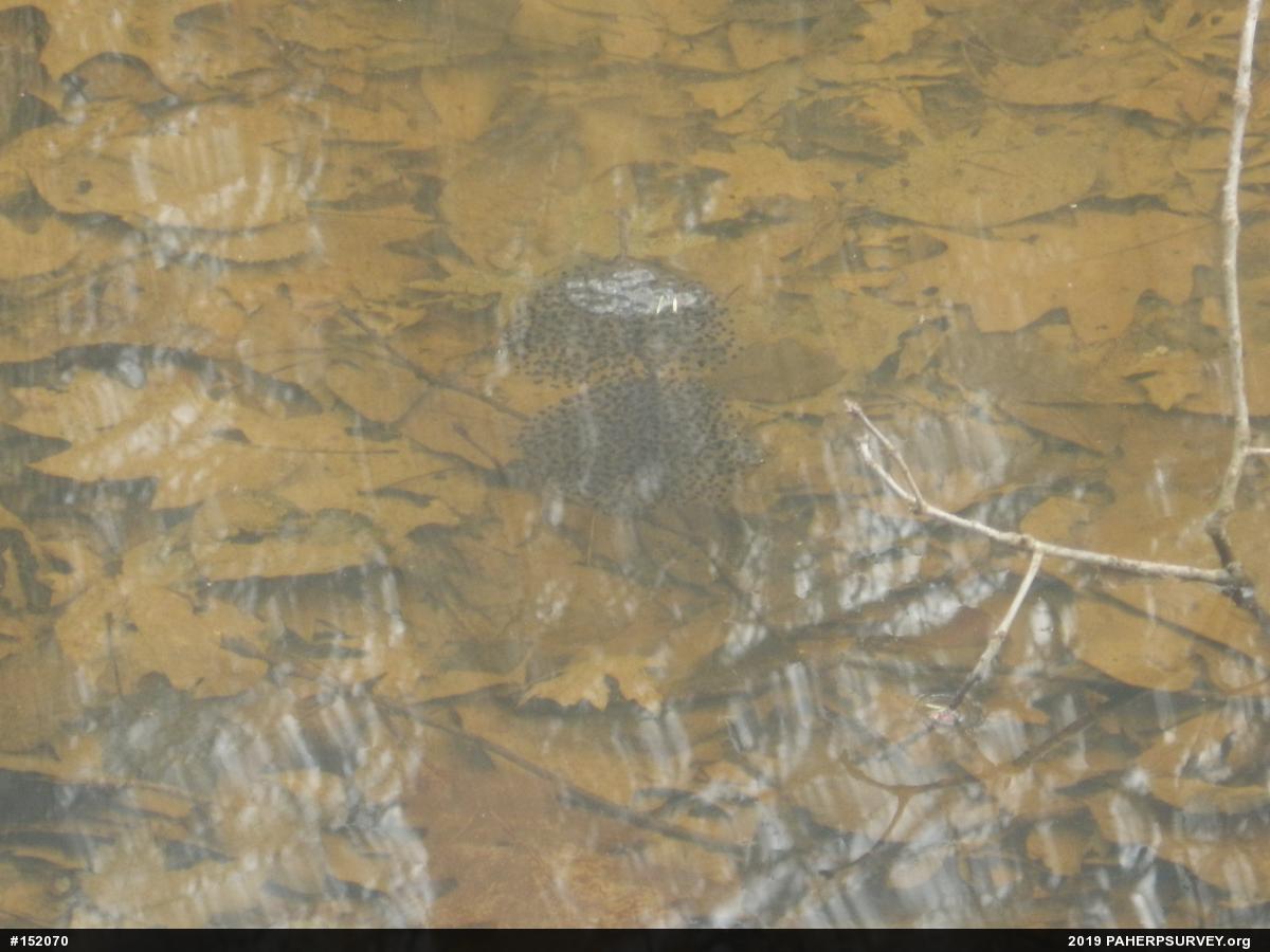 Wood Frog