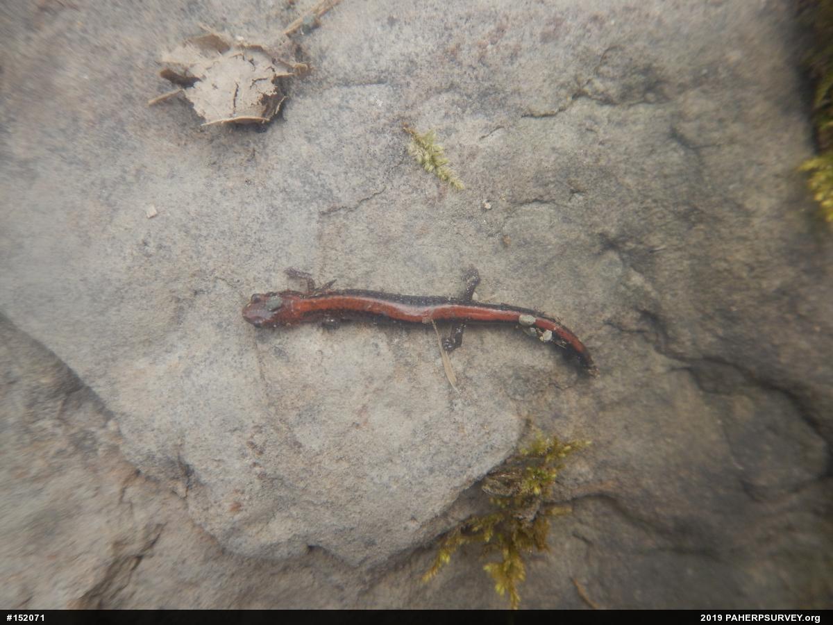 Eastern Red-backed  Salamander