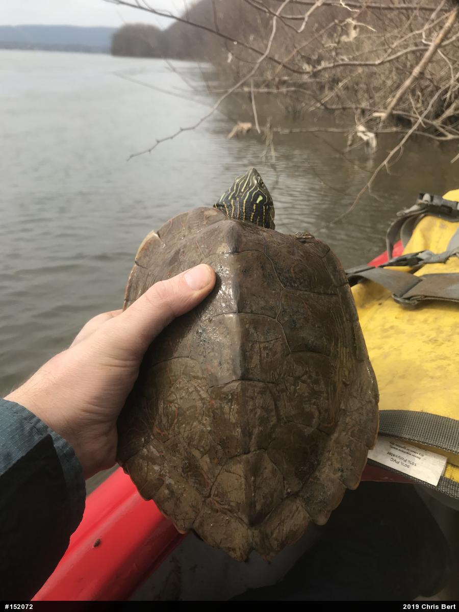 Northern Map Turtle