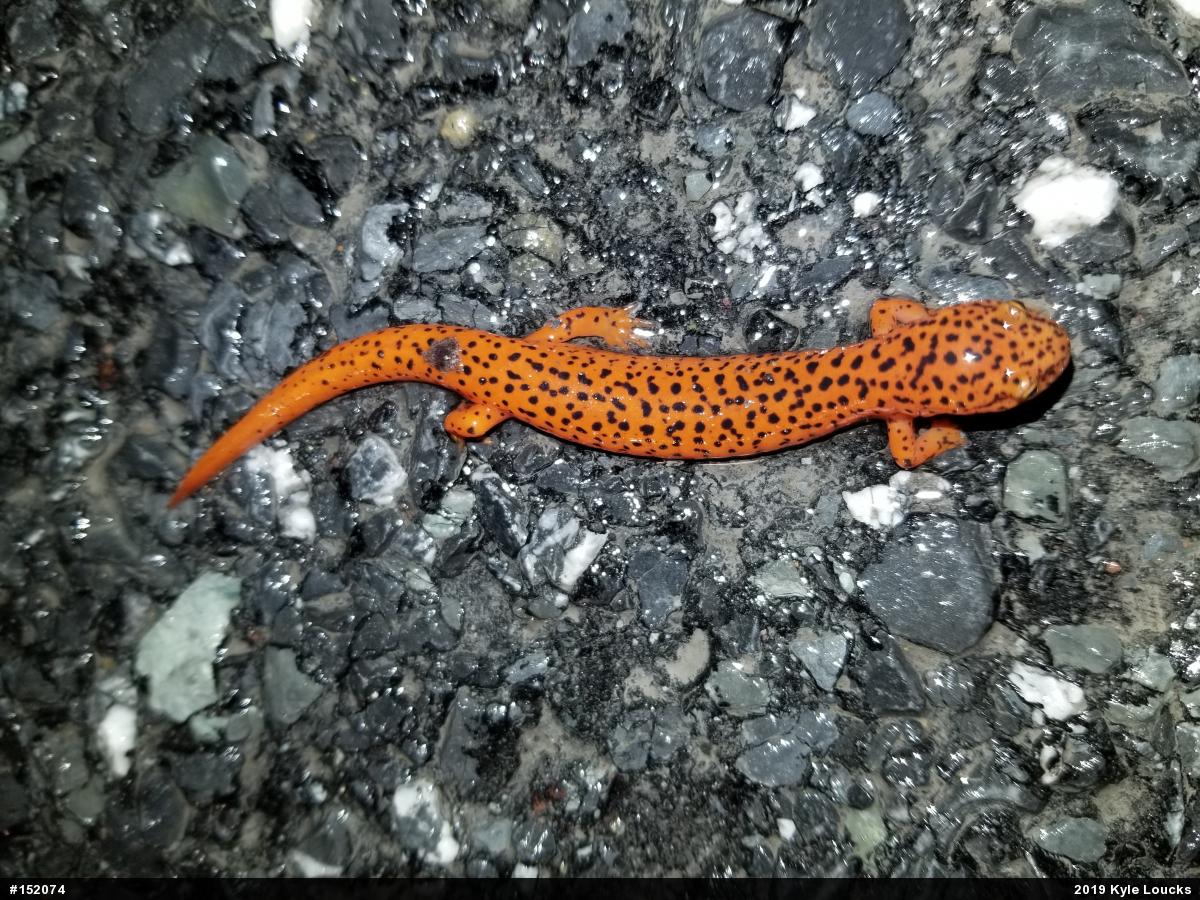 Northern Red Salamander