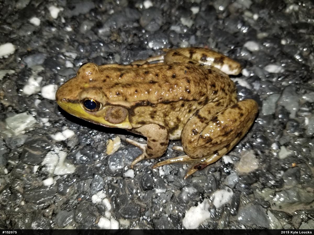 Green Frog