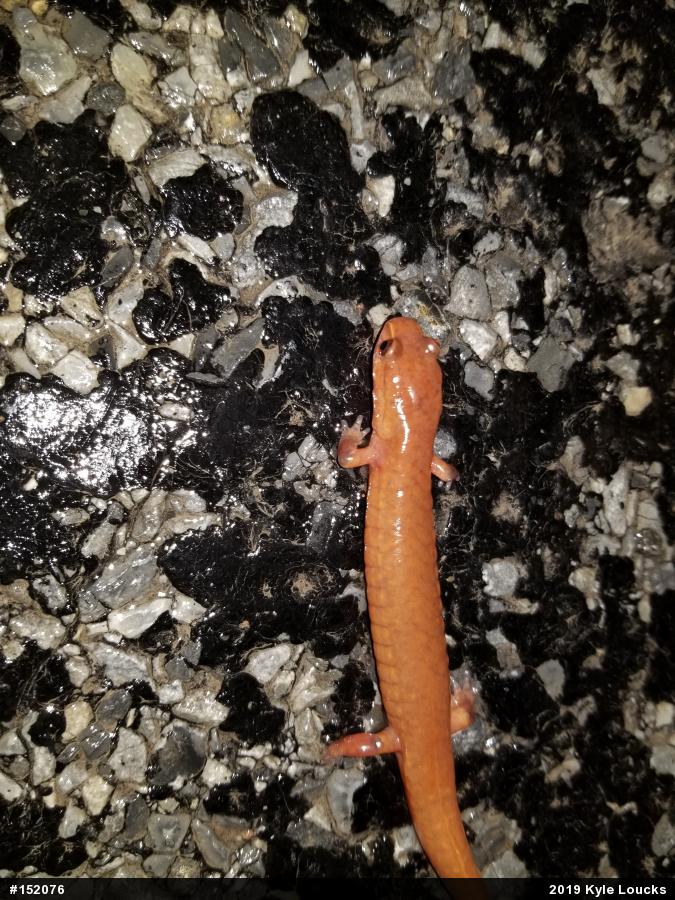 Northern Spring Salamander