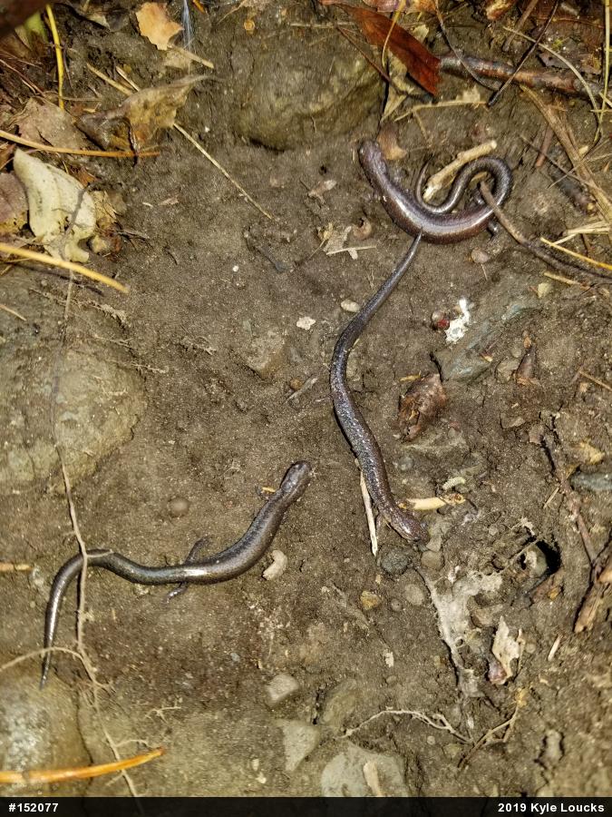 Eastern Red-backed  Salamander