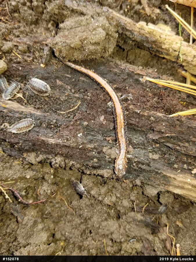 Eastern Red-backed  Salamander