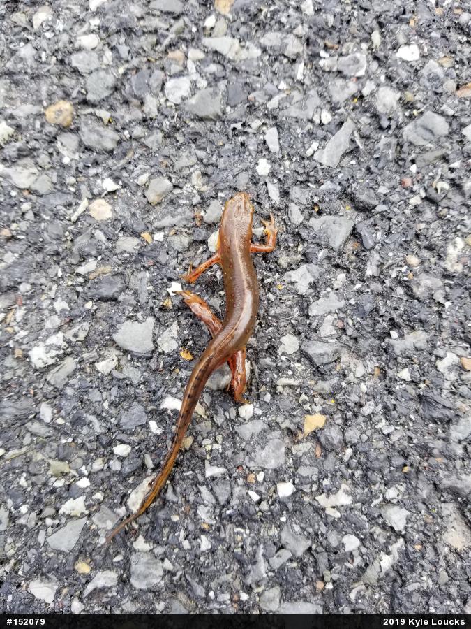Red-spotted Newt