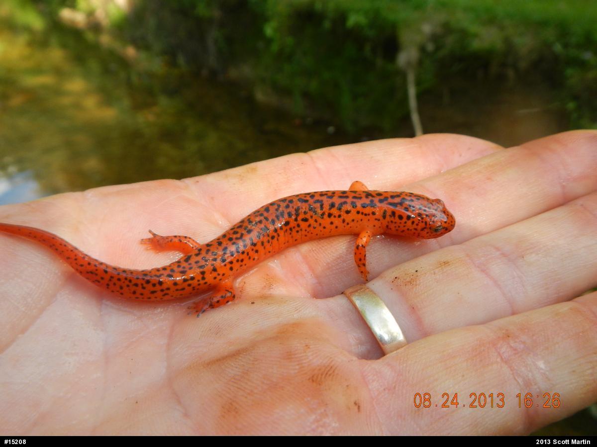 Northern Red Salamander