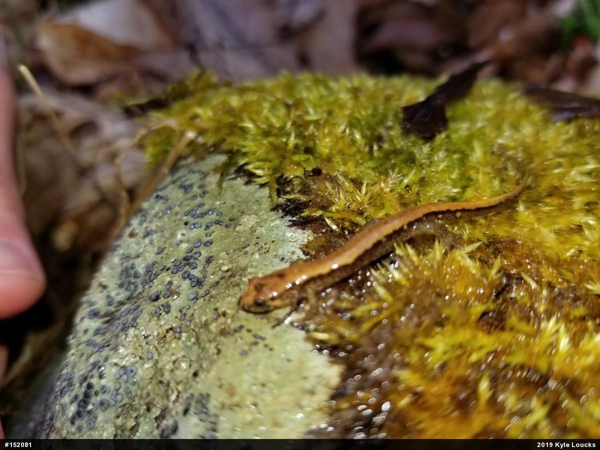 Allegheny Mountain Dusky Salamander