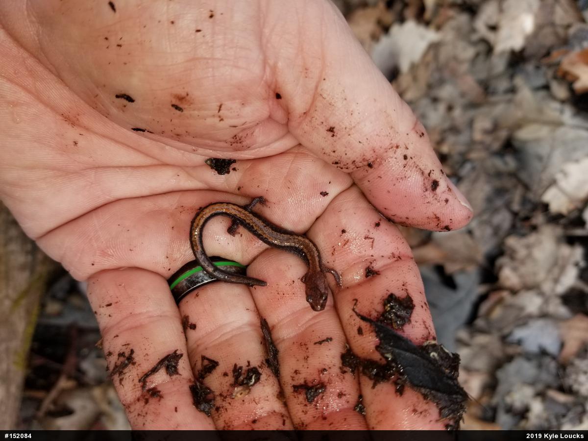 Eastern Red-backed  Salamander