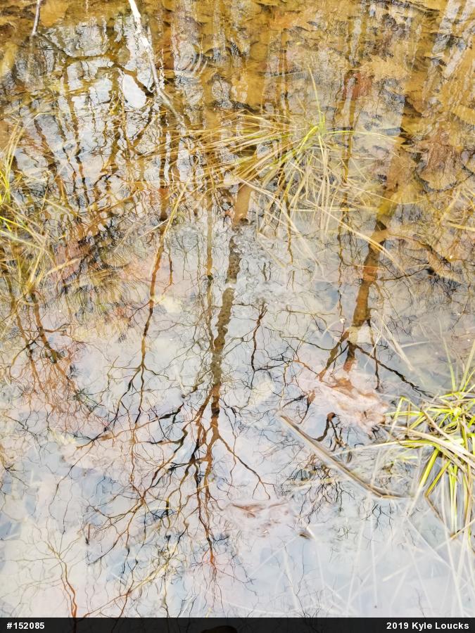 Wood Frog