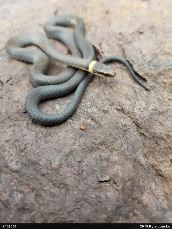 Northern Ring-necked Snake