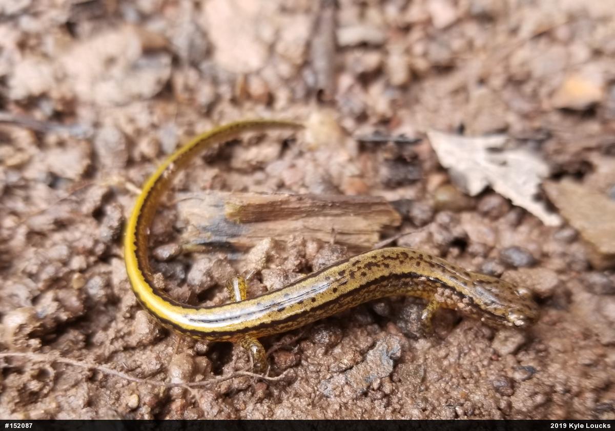 Northern Two-lined Salamander