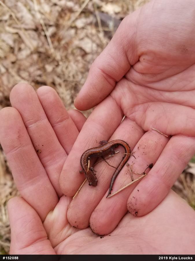 Eastern Red-backed  Salamander