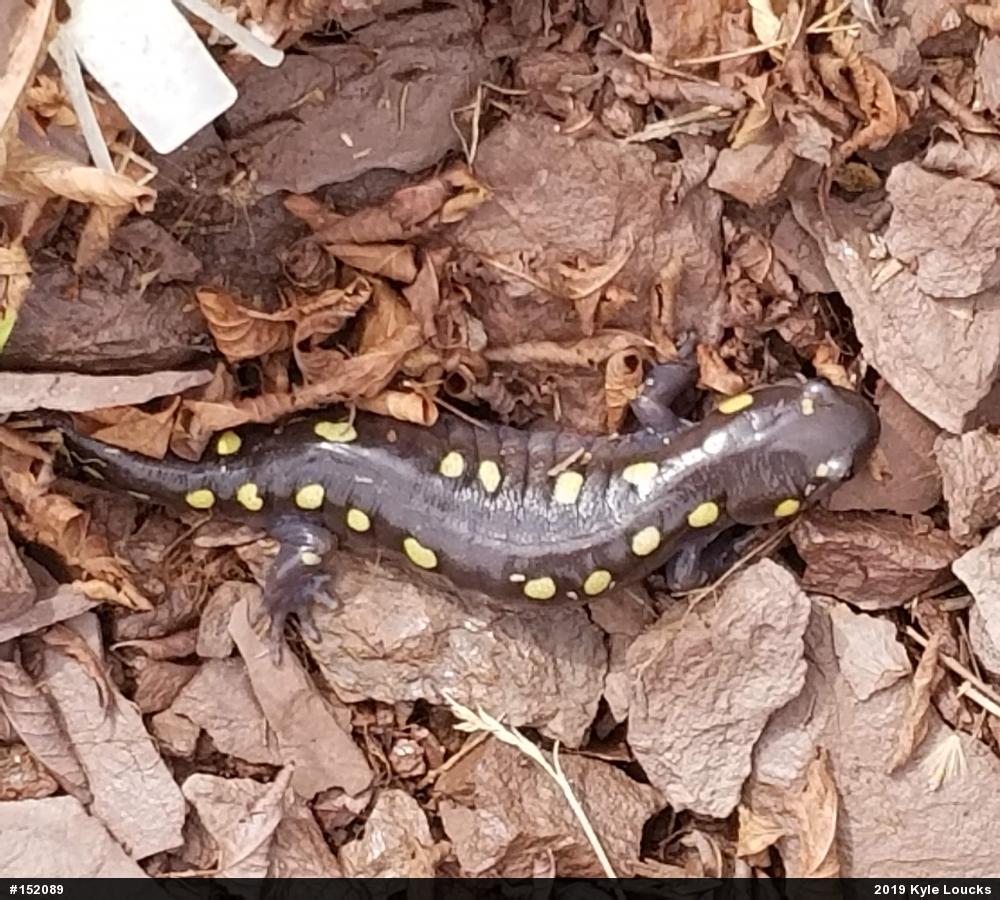 Spotted Salamander