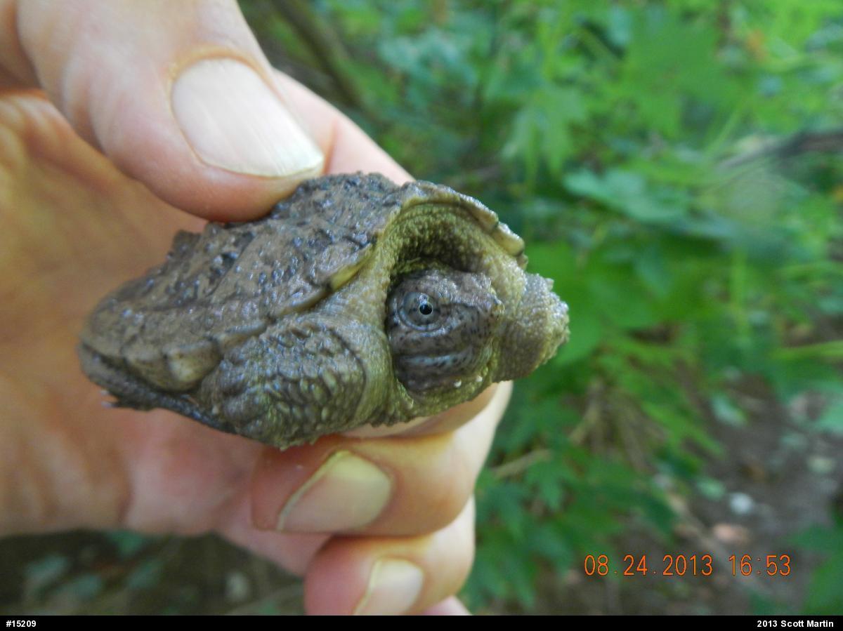 Snapping Turtle
