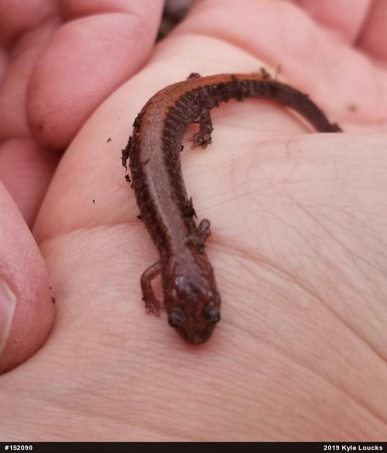 Eastern Red-backed  Salamander