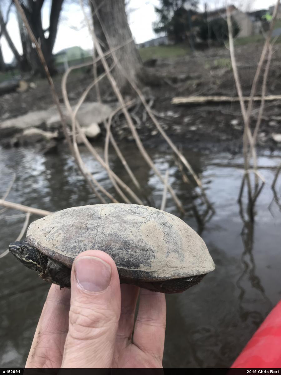 Eastern Musk Turtle