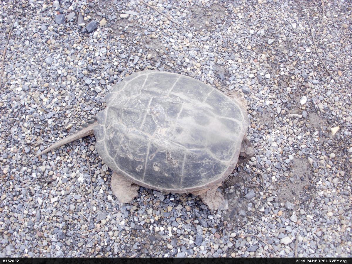 Snapping Turtle
