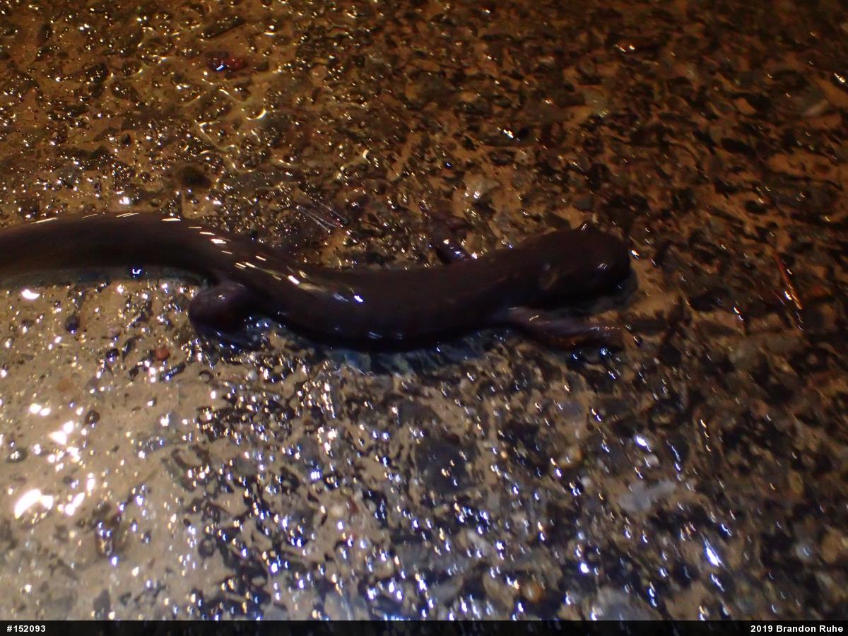 Jefferson Salamander